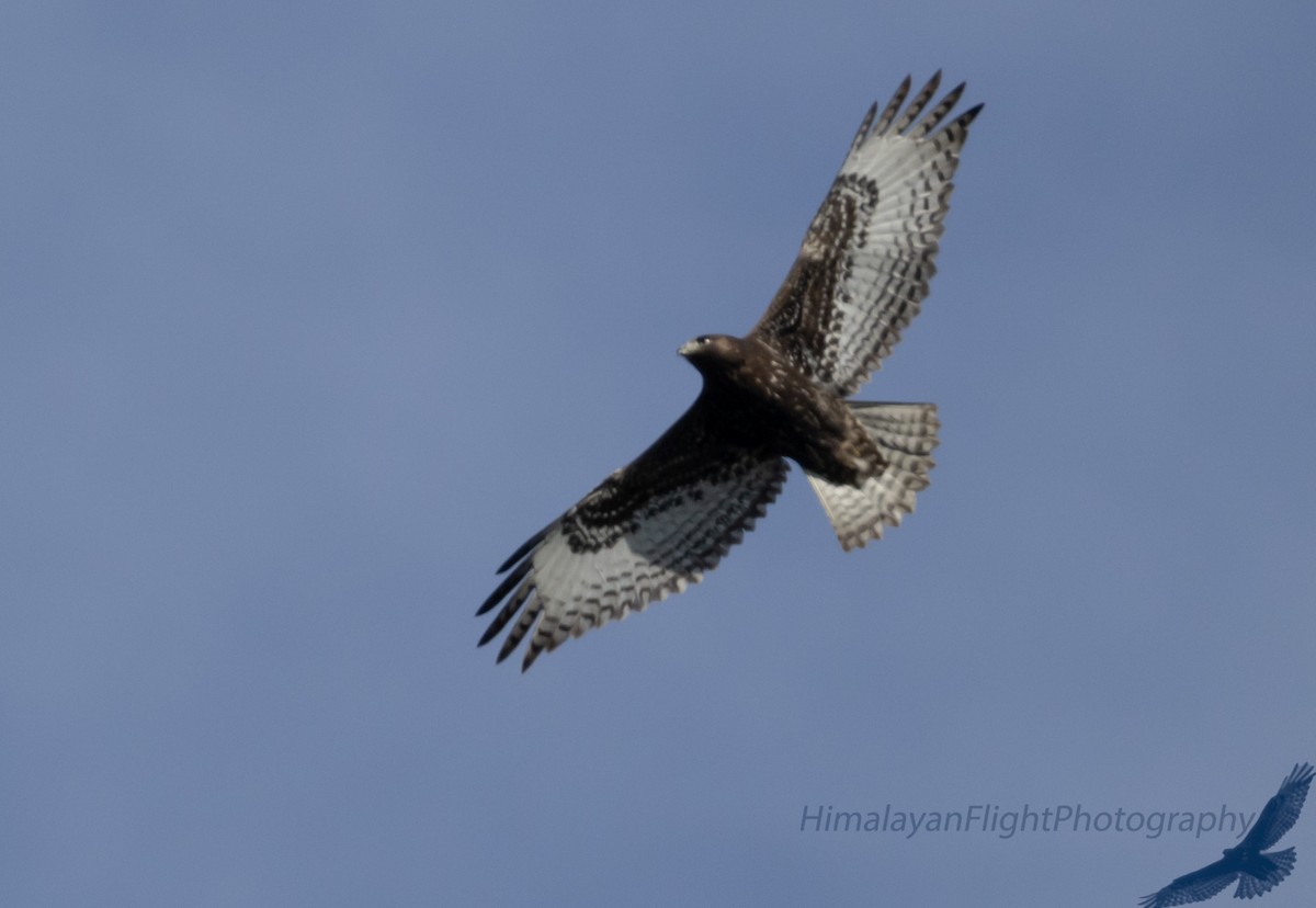 Red-tailed Hawk - ML642570648