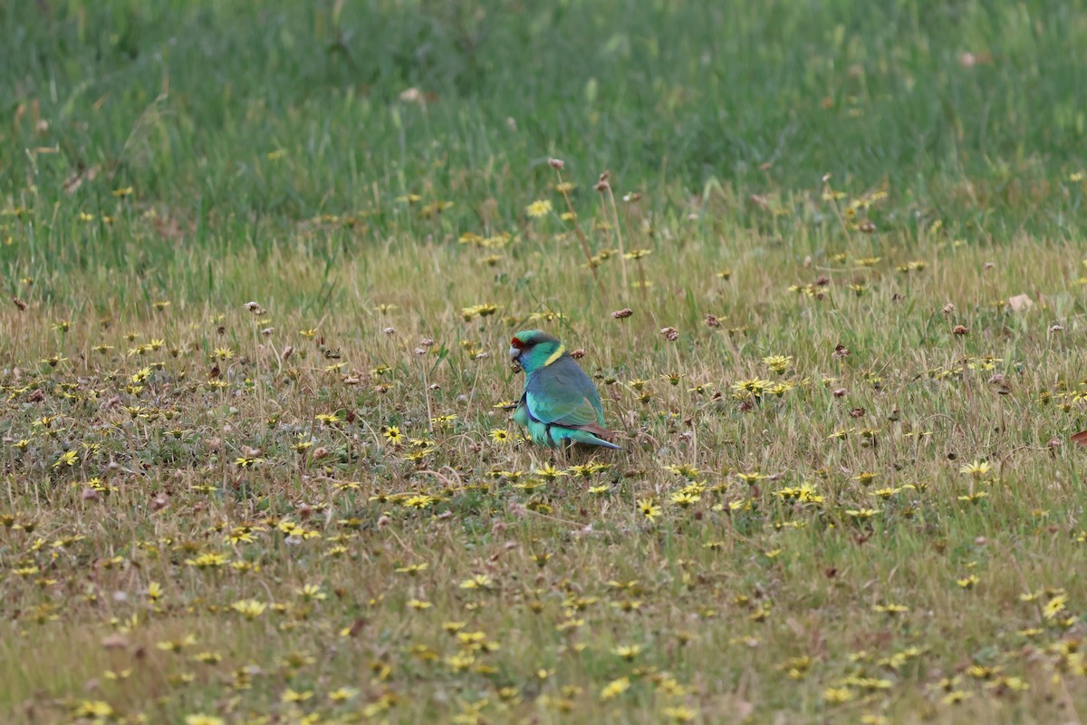 Australian Ringneck - ML642570651