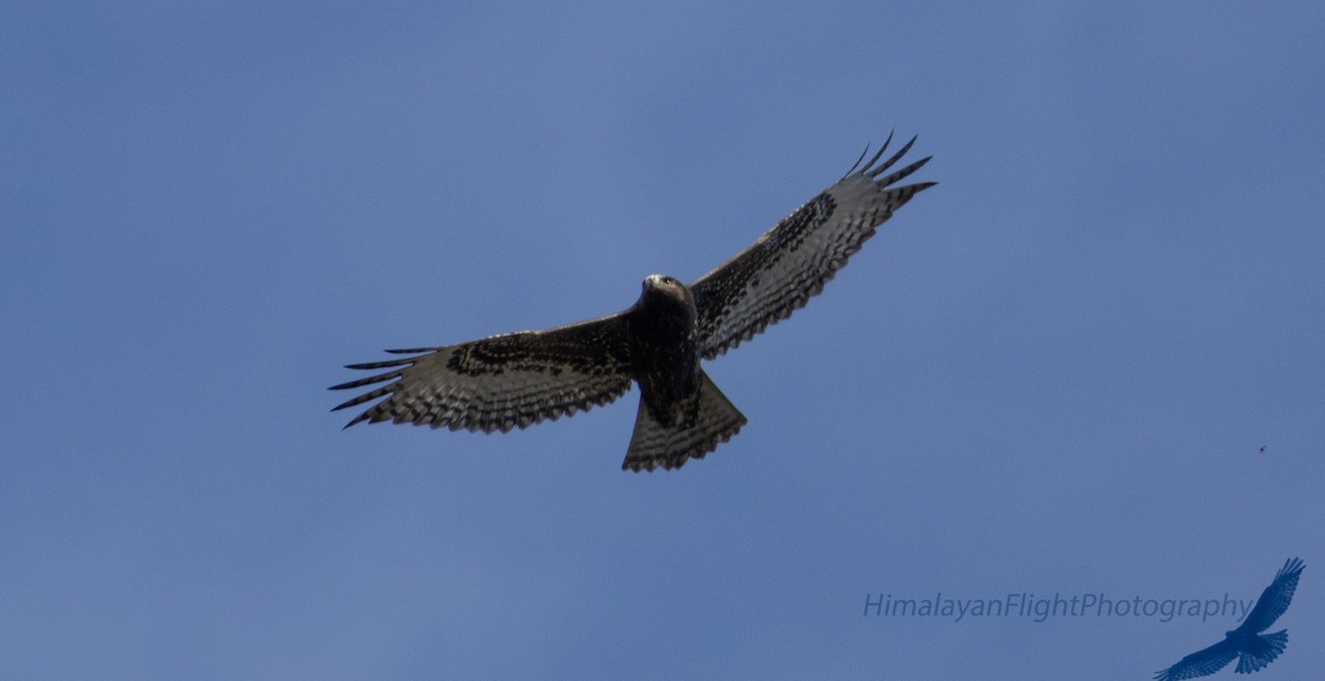 Red-tailed Hawk - ML642570666