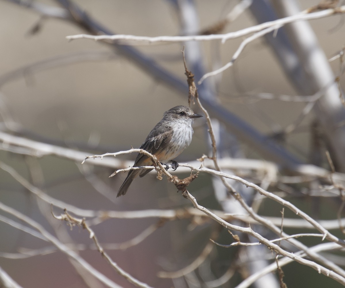 Vermilion Flycatcher - ML642570675