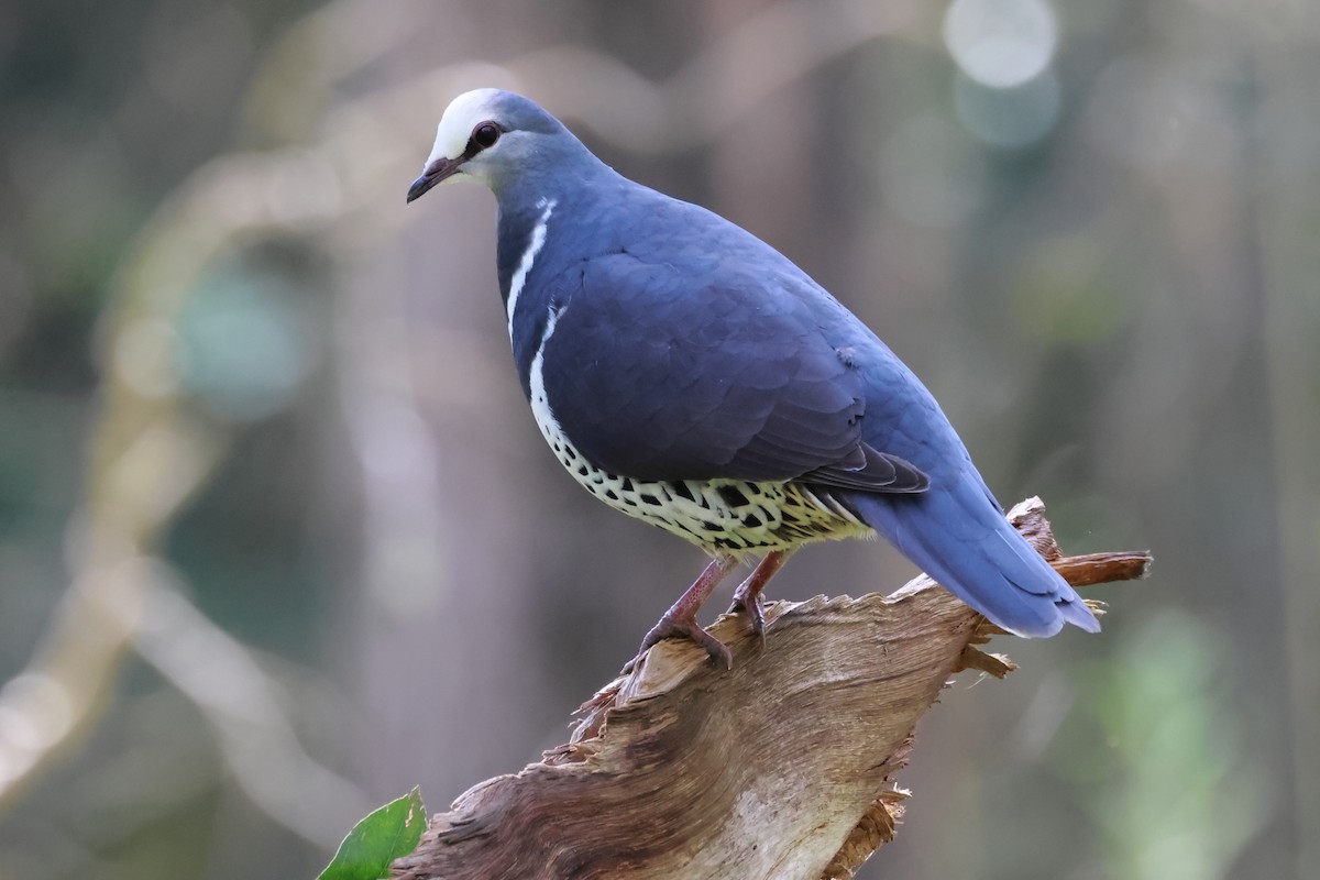 Wonga Pigeon - ML642570677