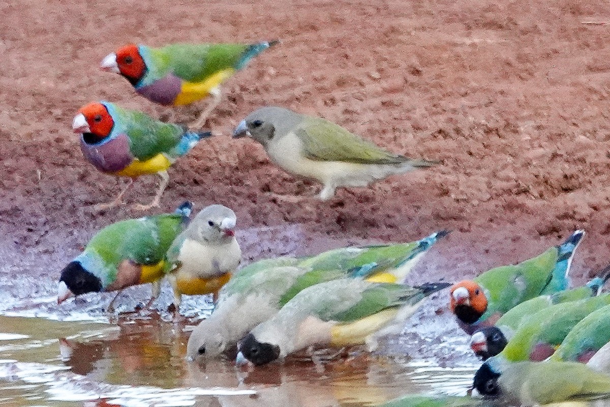 Gouldian Finch - ML642570691