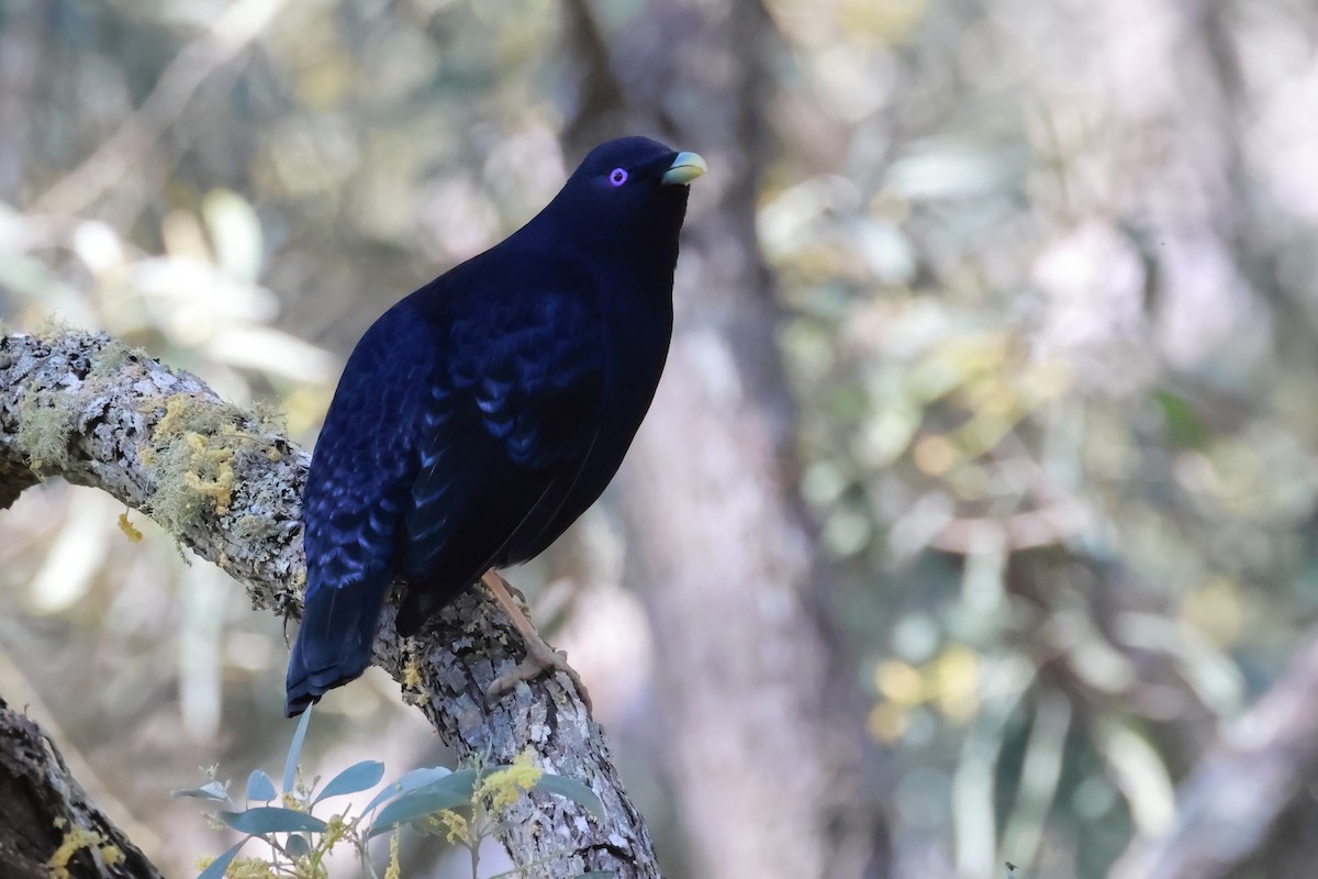Satin Bowerbird - ML642570693