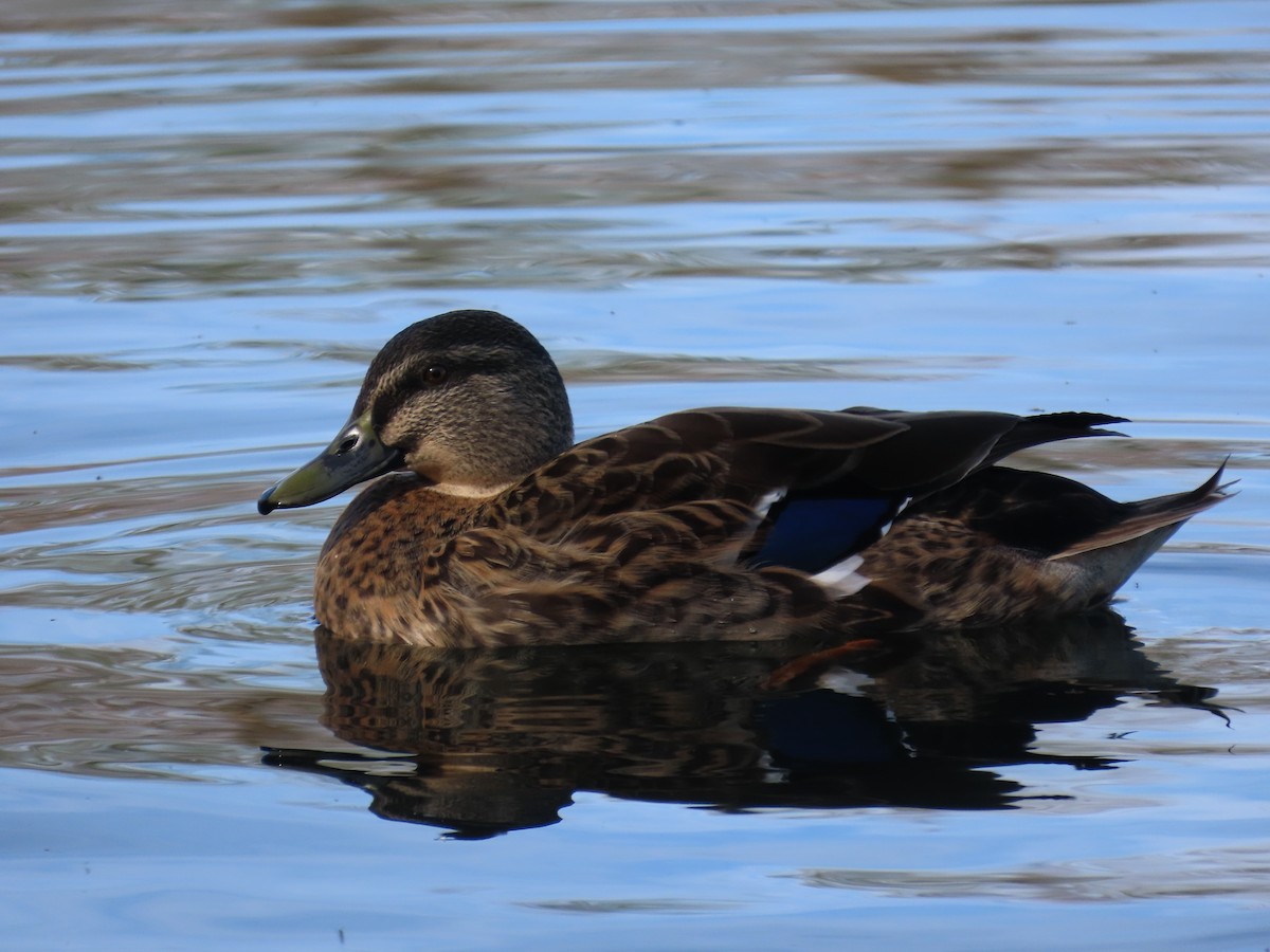 Mallard/Pacific Black Duck - ML642570754