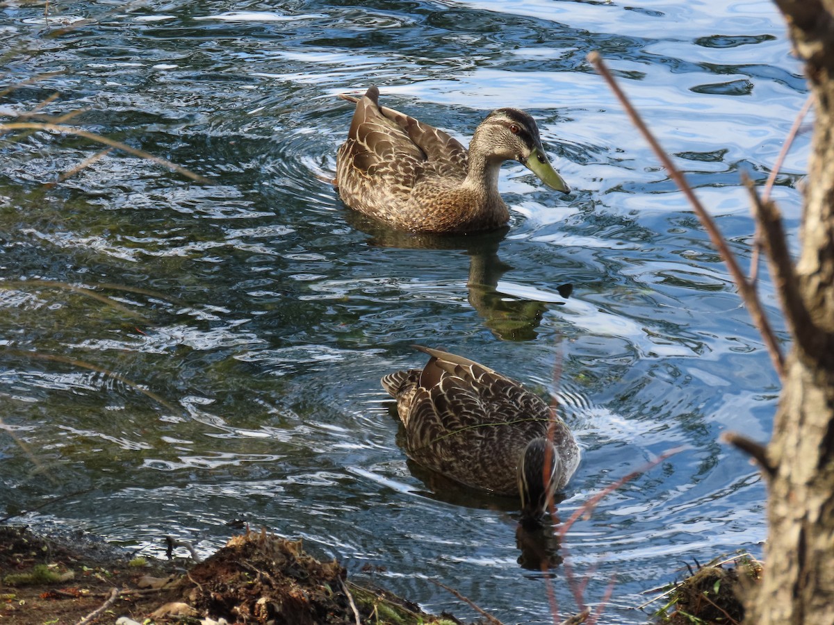 Mallard/Pacific Black Duck - ML642570755