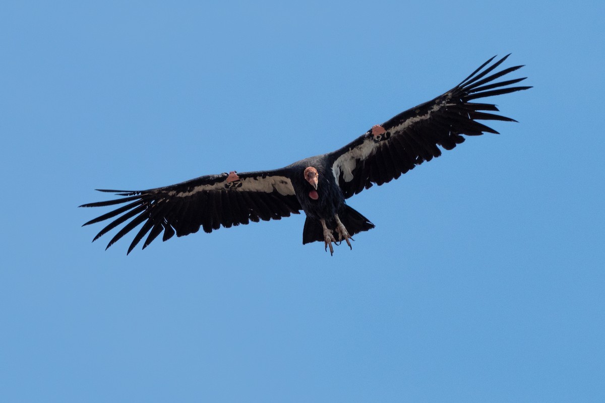 California Condor - ML642570760