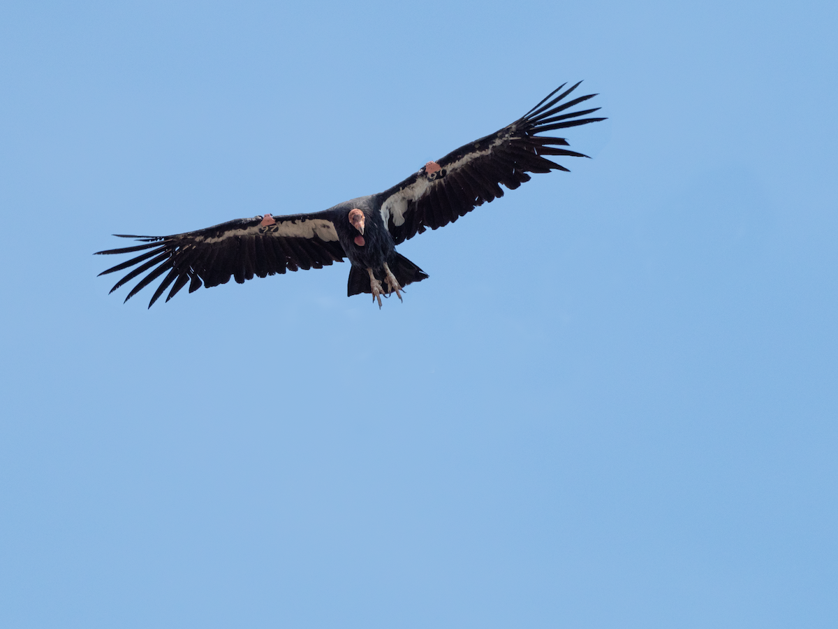 California Condor - ML642570770