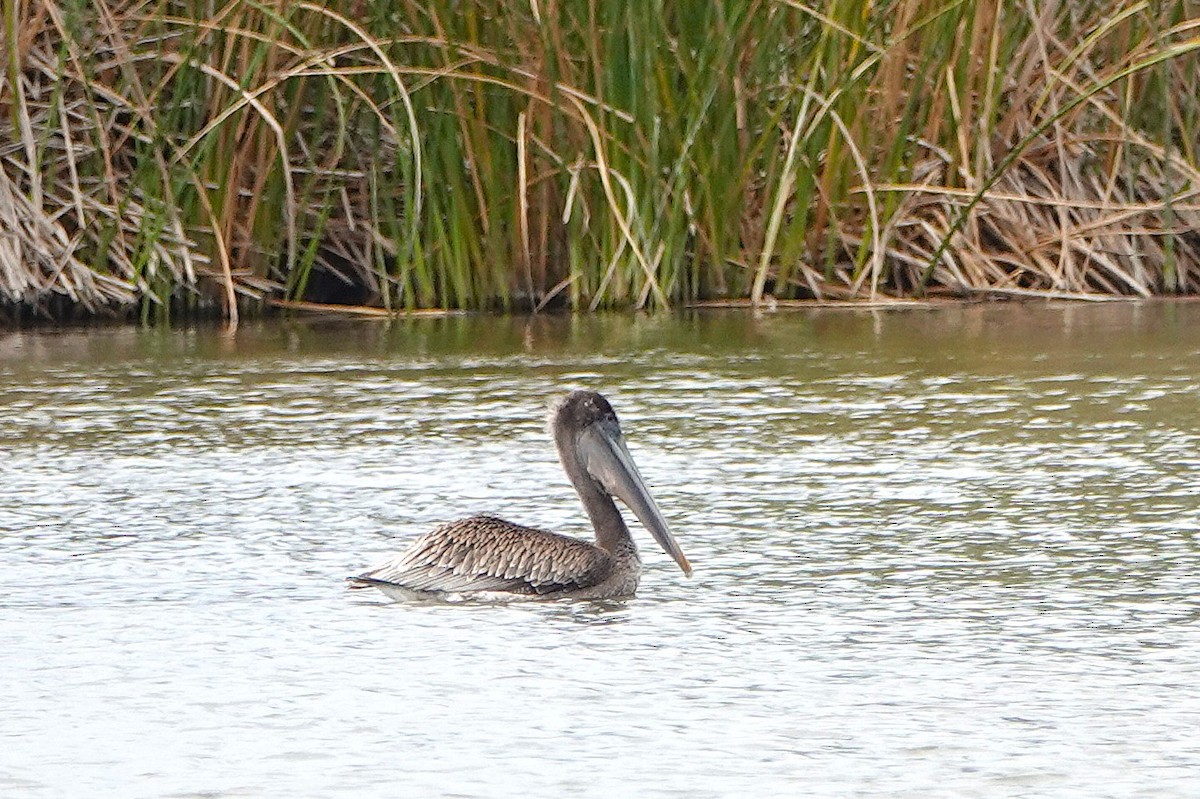 Brown Pelican - ML642570773