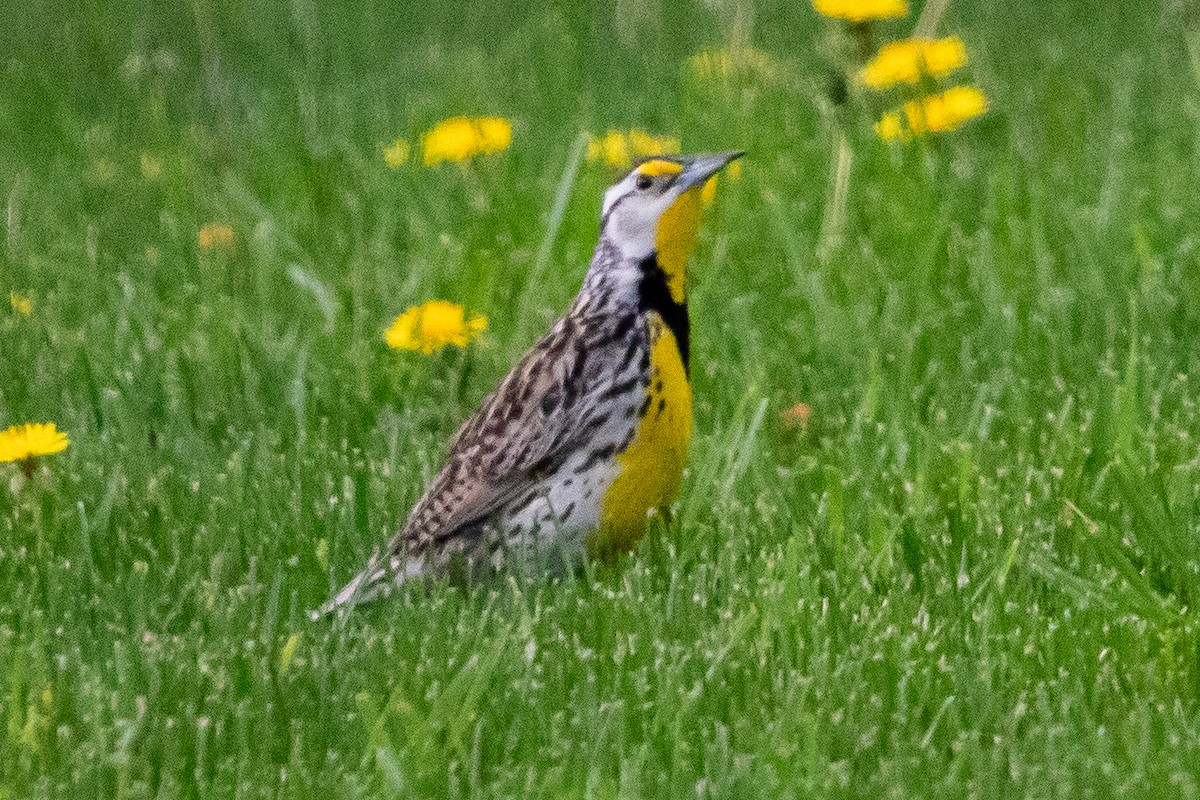 Eastern Meadowlark - ML642570784