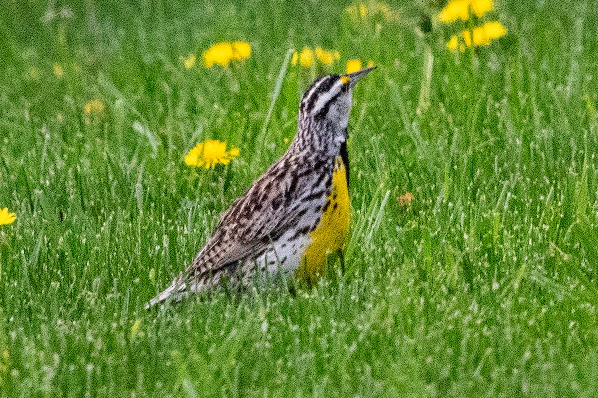 Eastern Meadowlark - ML642570785