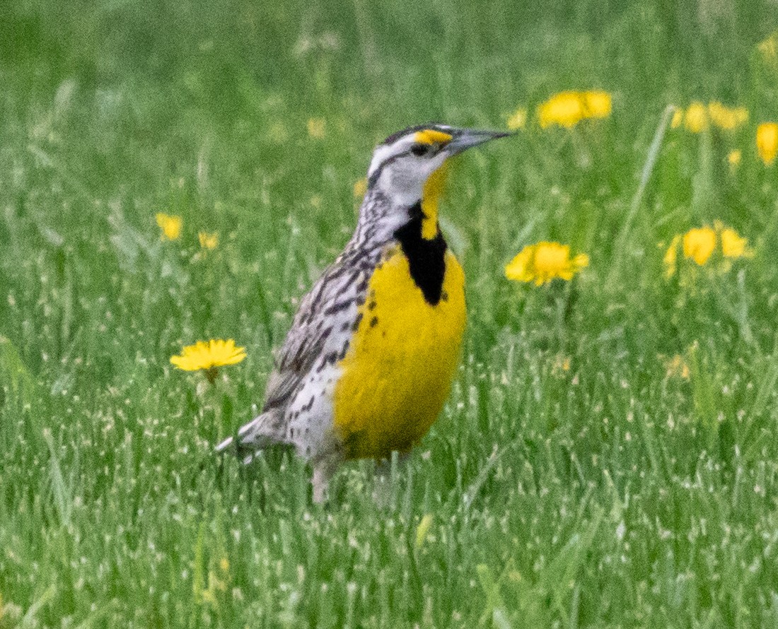 Eastern Meadowlark - ML642570786