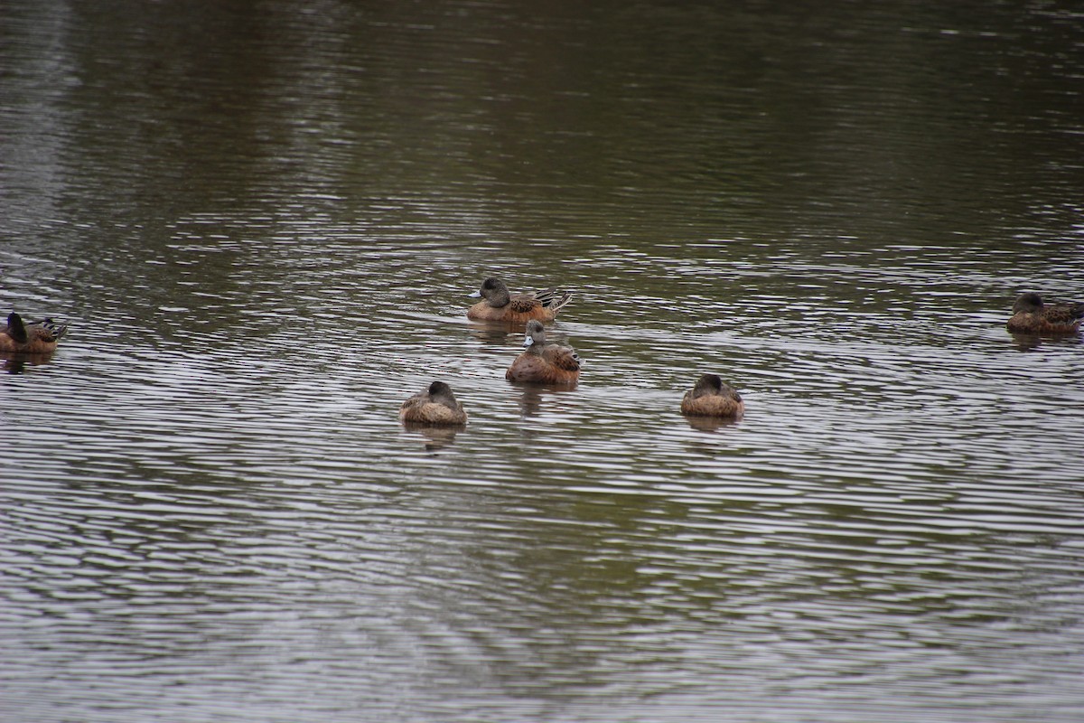 Canard d'Amérique - ML642570790
