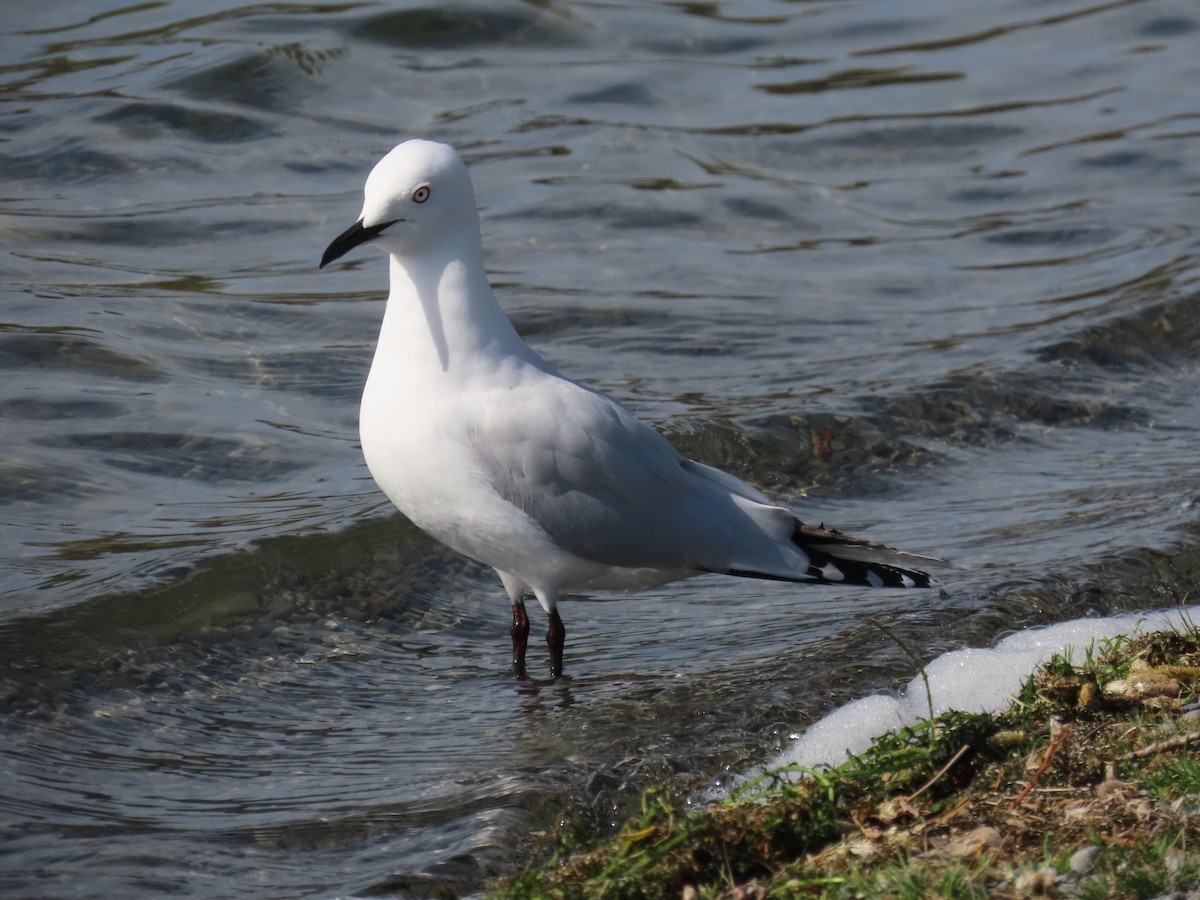 Black-billed Gull - ML642570791