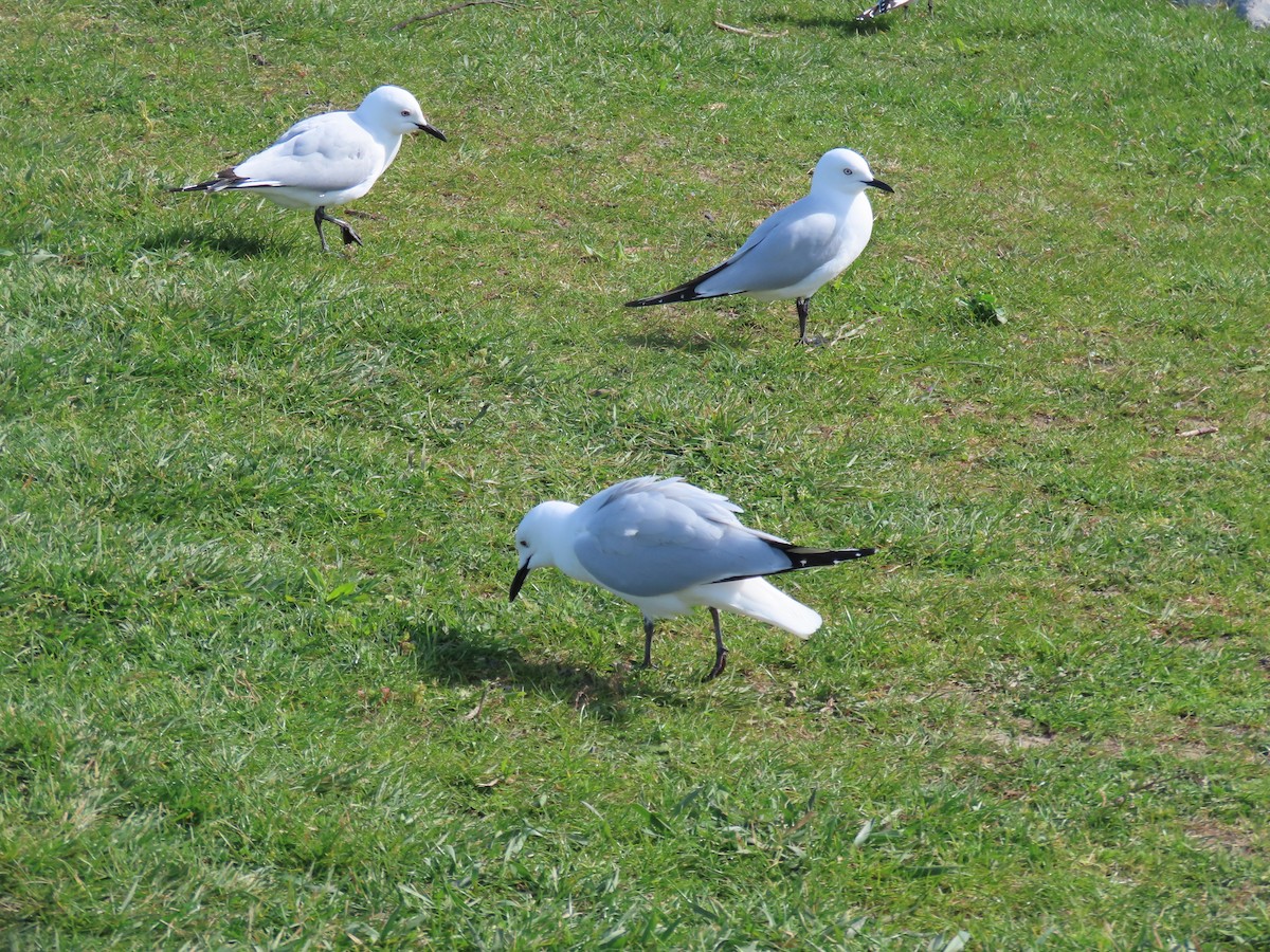 Black-billed Gull - ML642570792