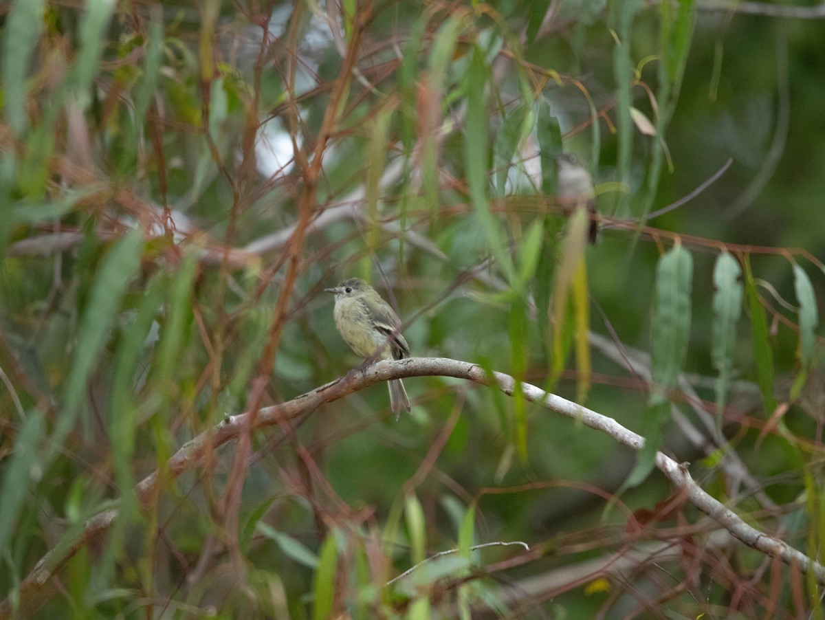 Dusky Flycatcher - ML642570797