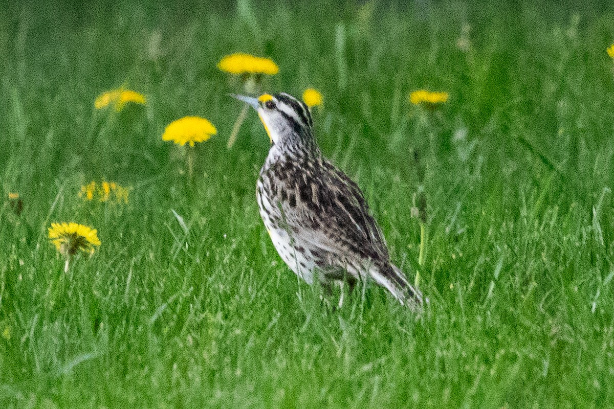 Eastern Meadowlark - ML642570827