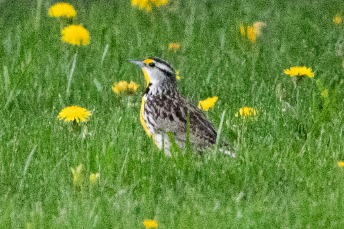 Eastern Meadowlark - ML642570828