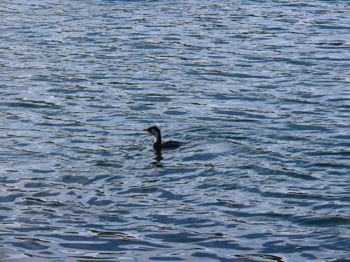 Little Pied Cormorant - ML642570839
