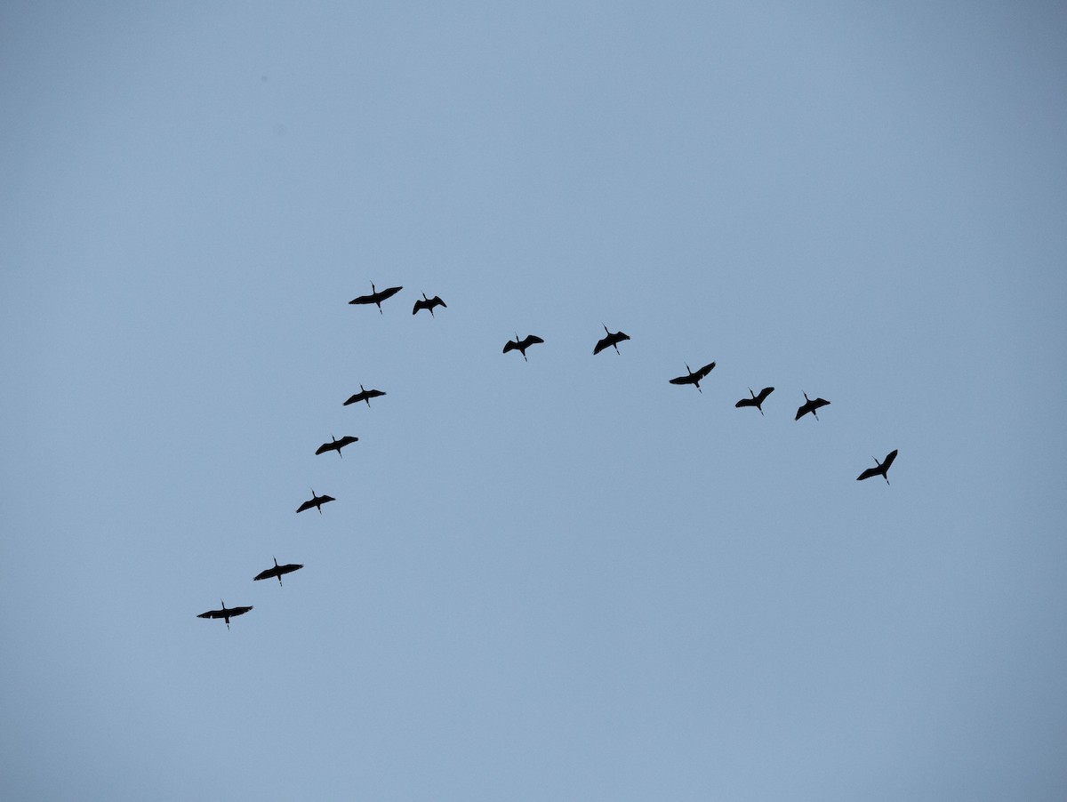 White-faced Ibis - ML642570841