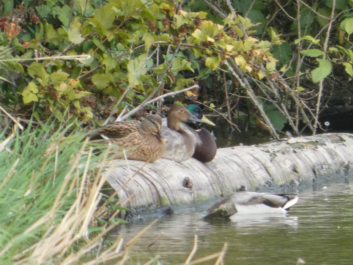 Canvasback - ML642570842