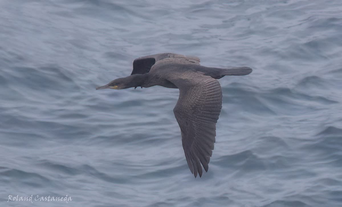 Тураг гогой - ML642570845