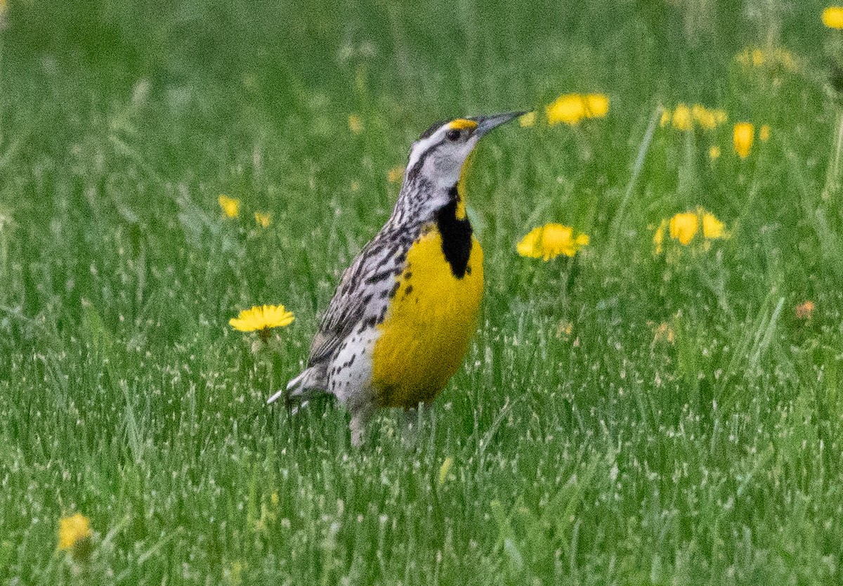 Eastern Meadowlark - ML642570862