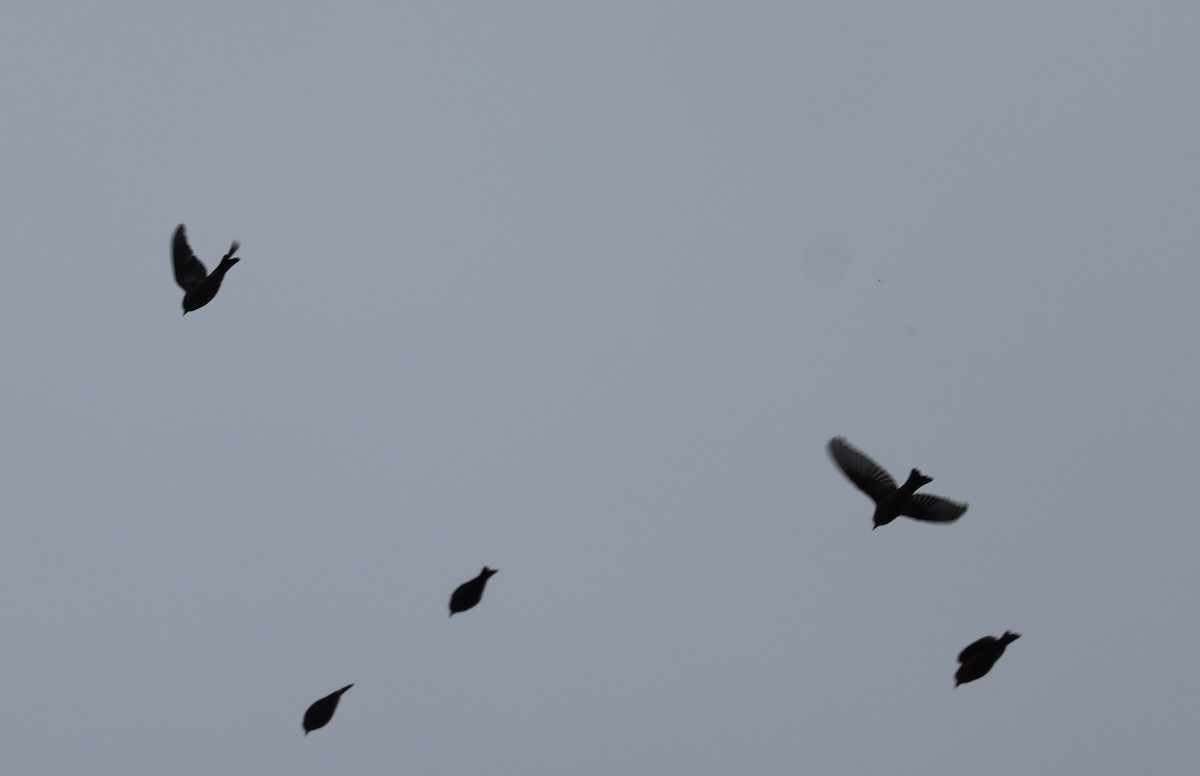White-winged Crossbill - ML642570865