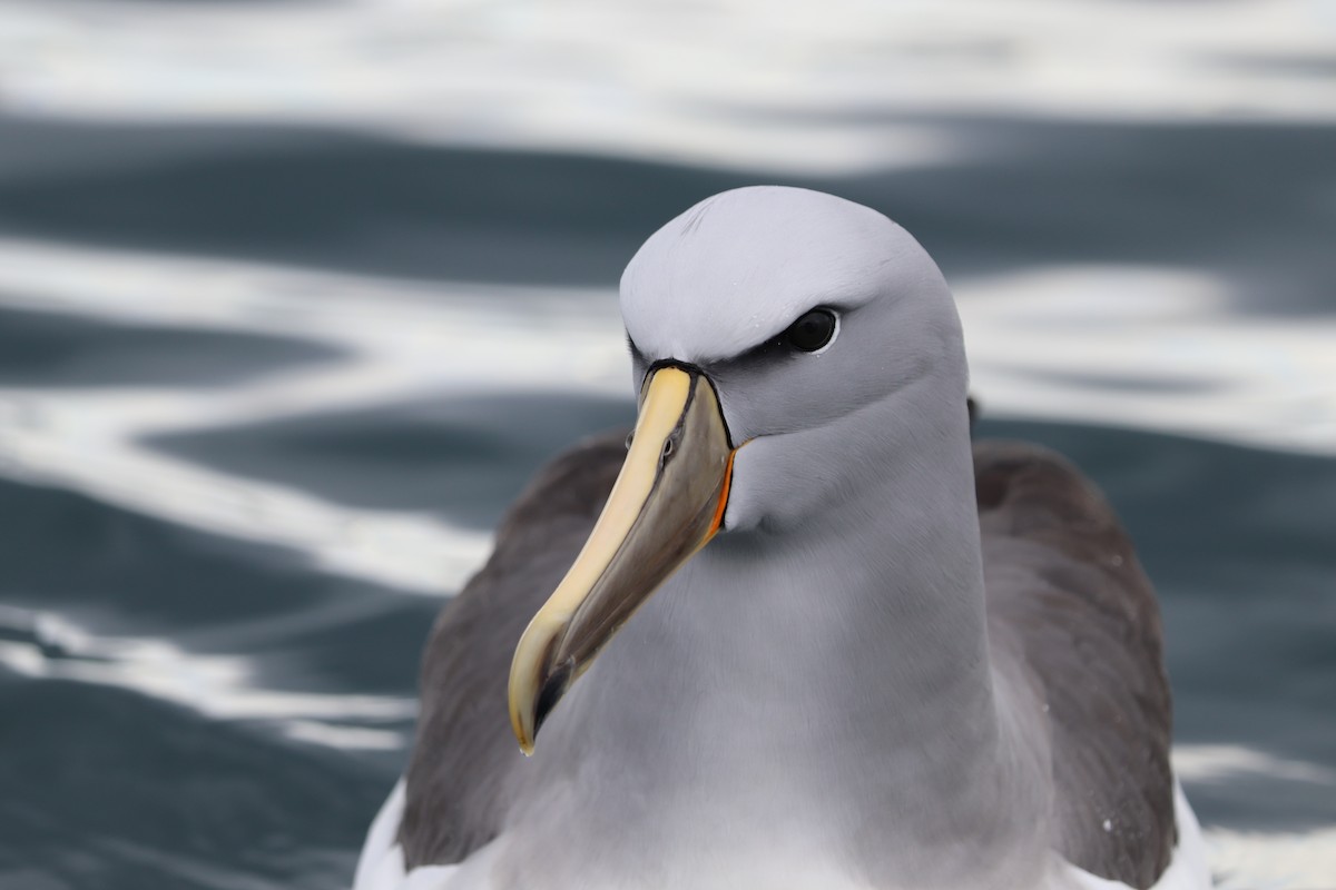 Salvin's Albatross - ML642570866
