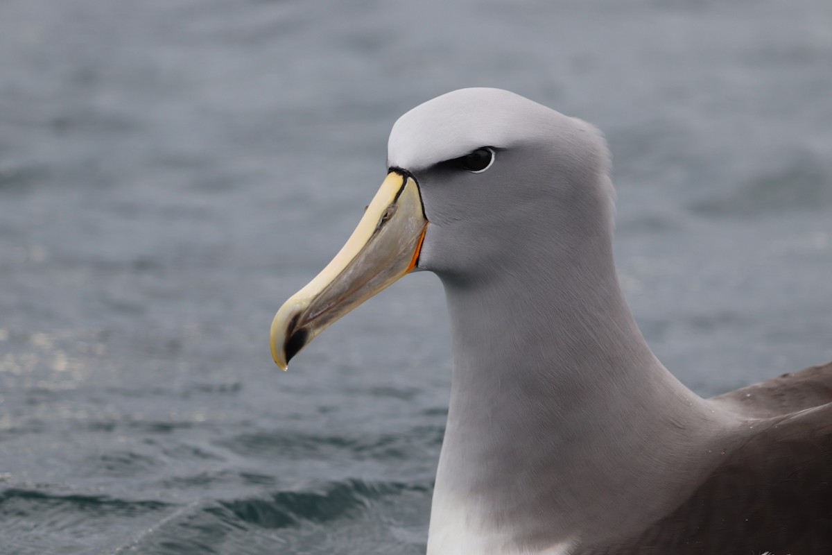 Salvin's Albatross - ML642570867