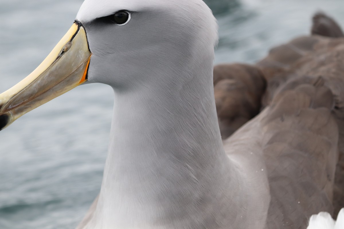 Salvin's Albatross - ML642570868