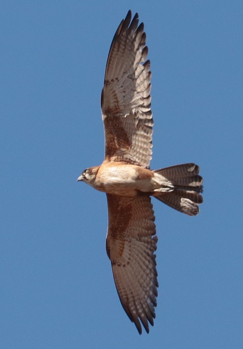 Brown Falcon - ML642570874