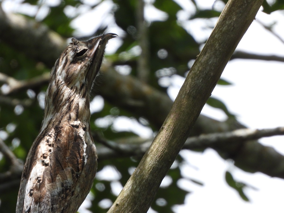 Northern Potoo - ML642570875