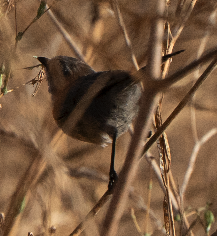 Wrentit - ML642570878