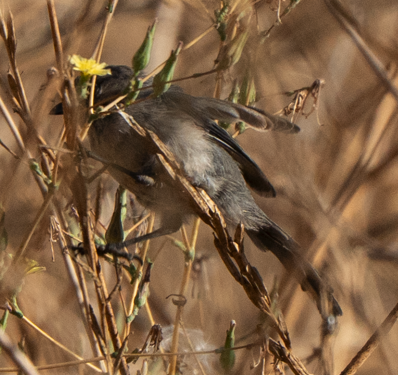 Wrentit - ML642570883