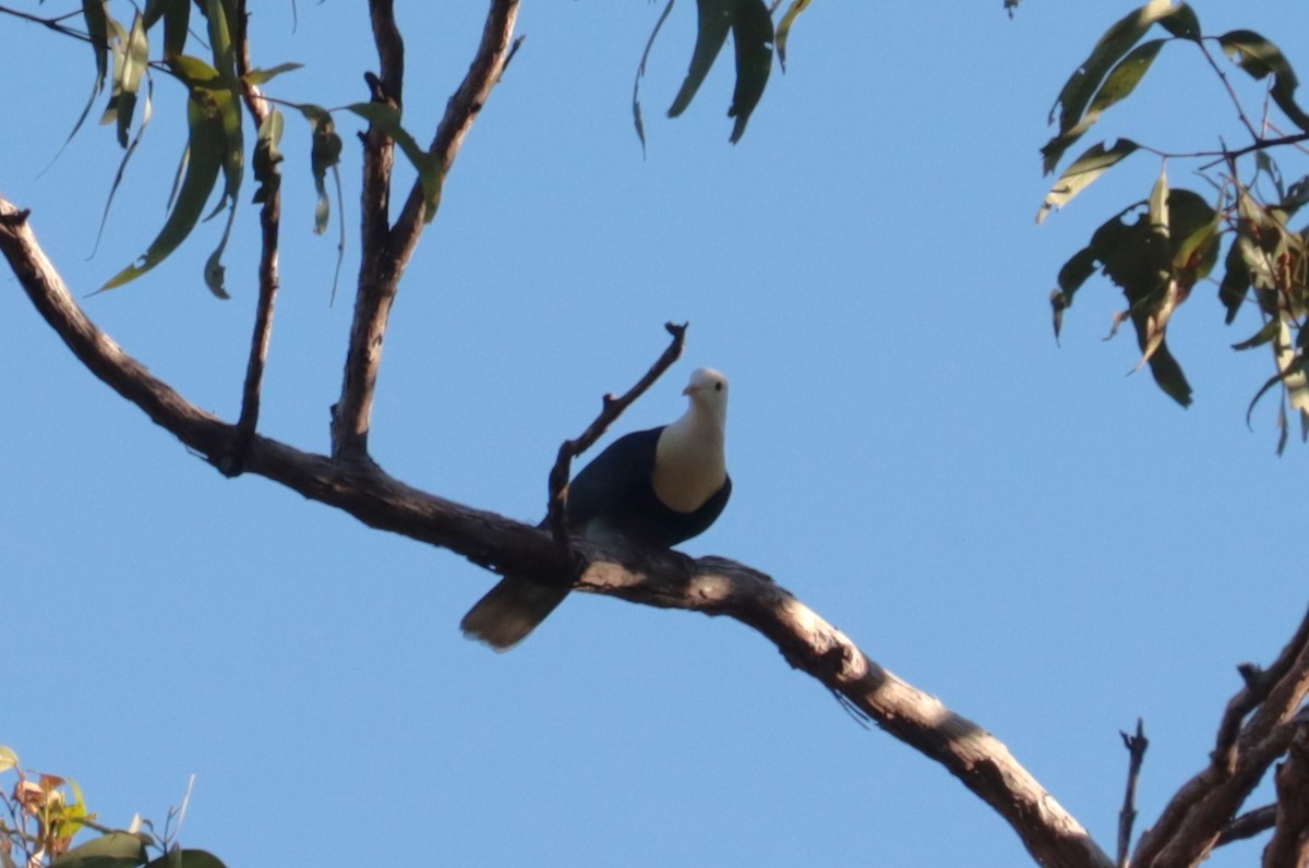 Black-banded Fruit-Dove - ML642570890