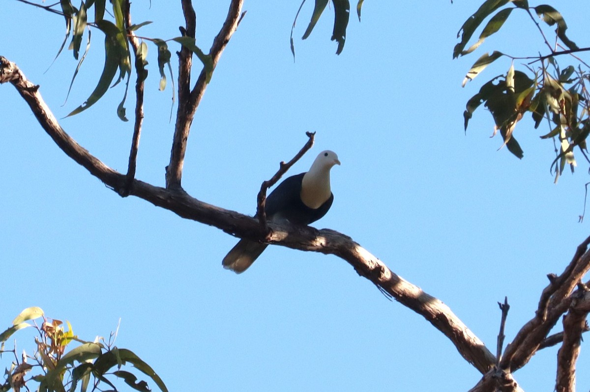 Black-banded Fruit-Dove - ML642570891