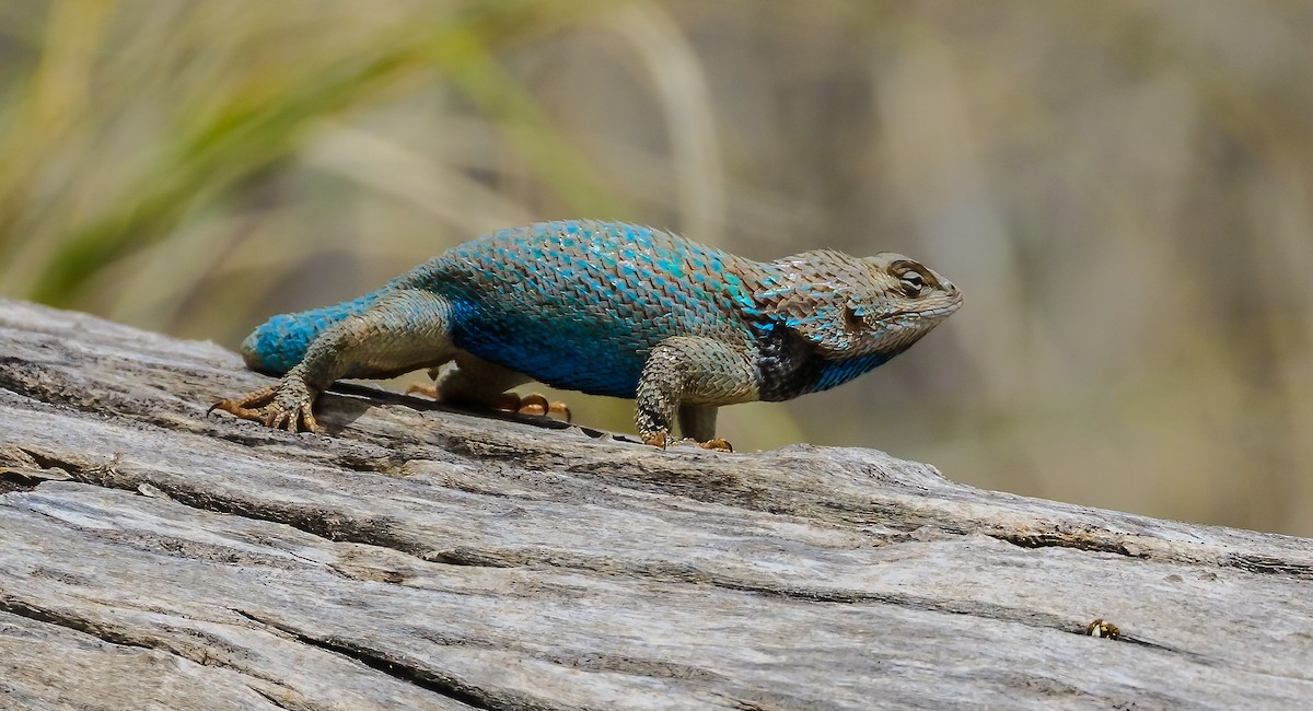 Desert Spiny Lizard - ML642570896