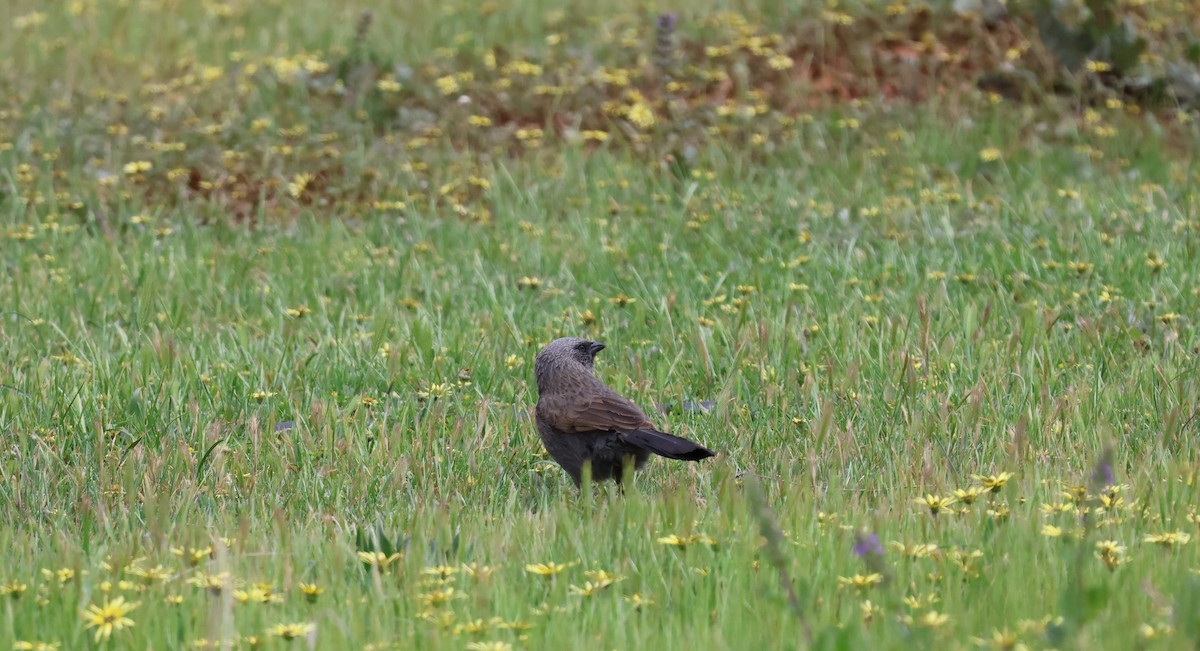 Apostlebird - ML642570912