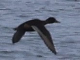 Lesser Scaup - ML642570914