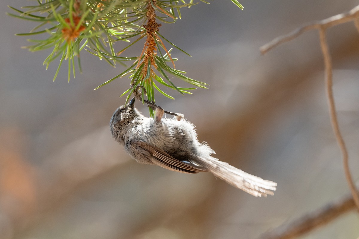 Bushtit - ML642570926