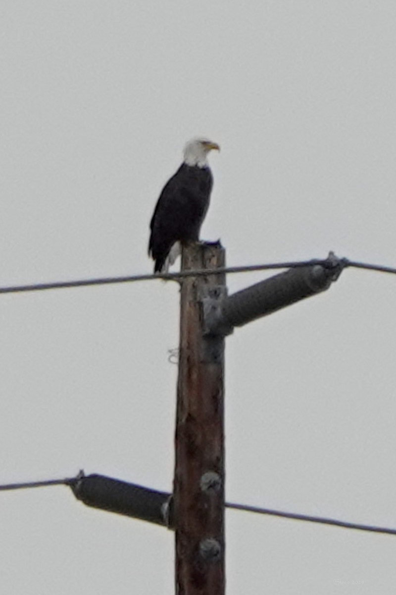 Bald Eagle - ML642570928