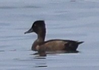 Lesser Scaup - ML642570930