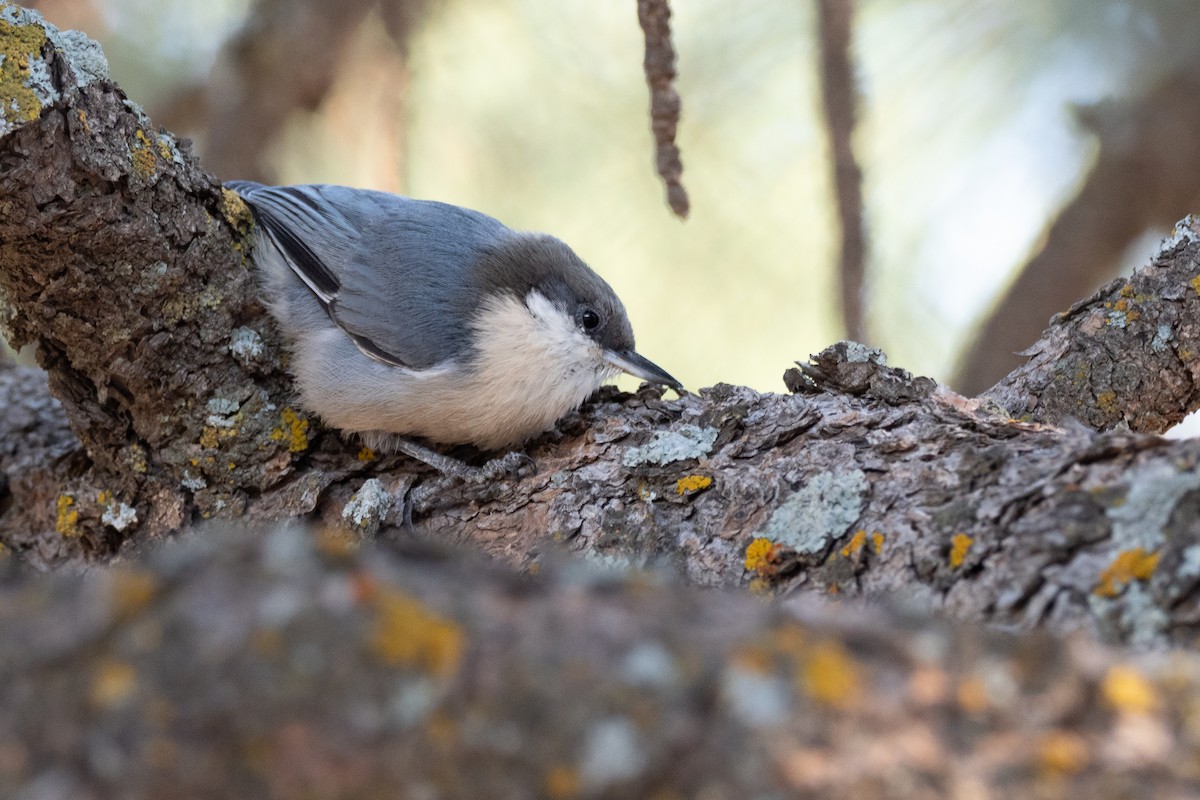 Pygmy Nuthatch - ML642570934