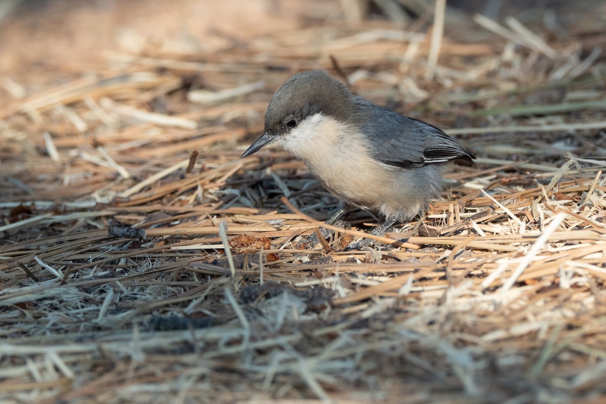Pygmy Nuthatch - ML642570935