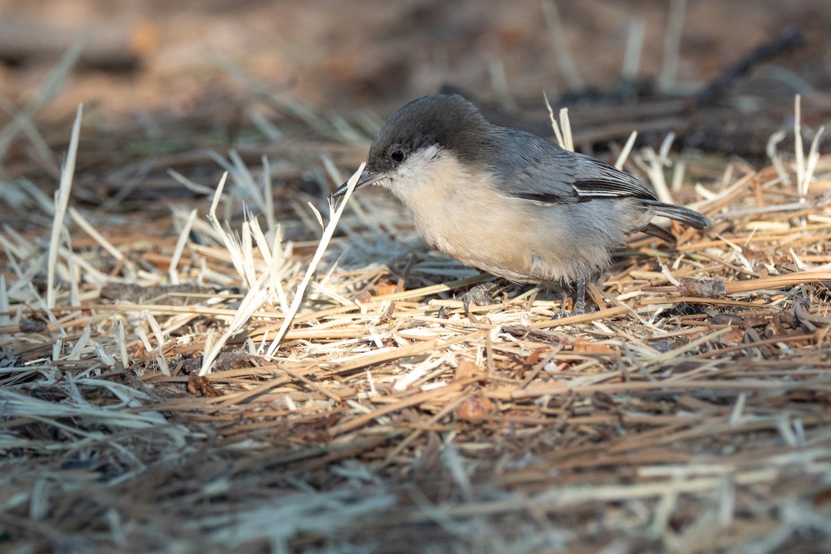 Pygmy Nuthatch - ML642570936