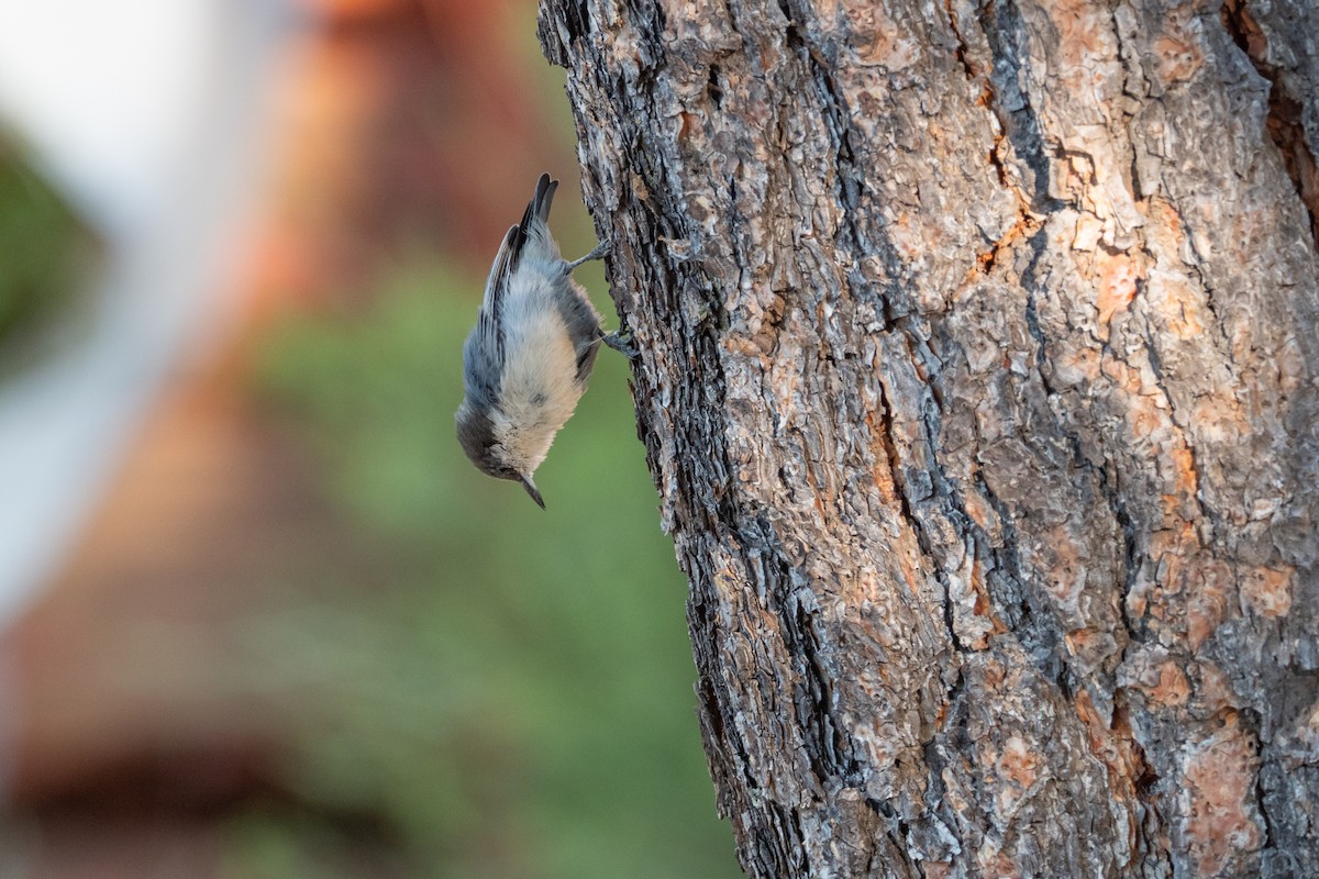 Pygmy Nuthatch - ML642570937