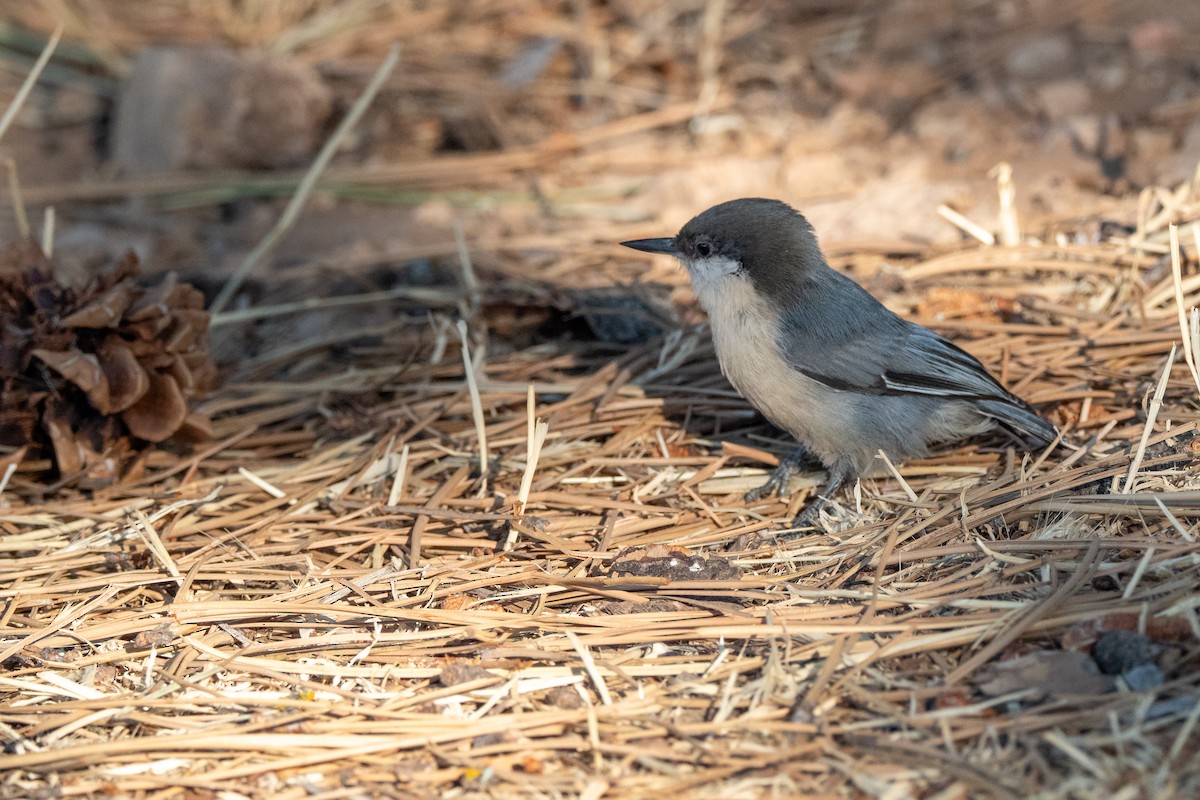 Pygmy Nuthatch - ML642570939