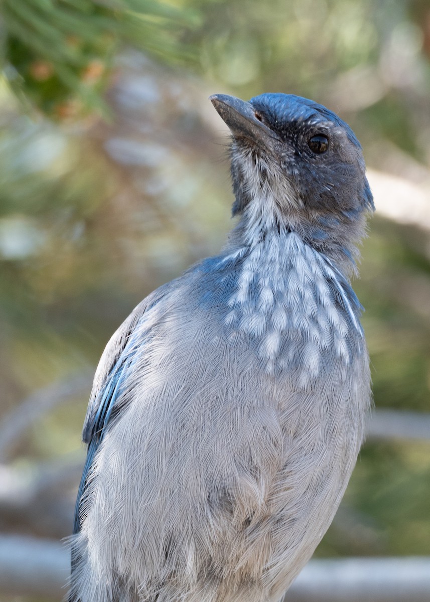 Woodhouse's Scrub-Jay - ML642570944