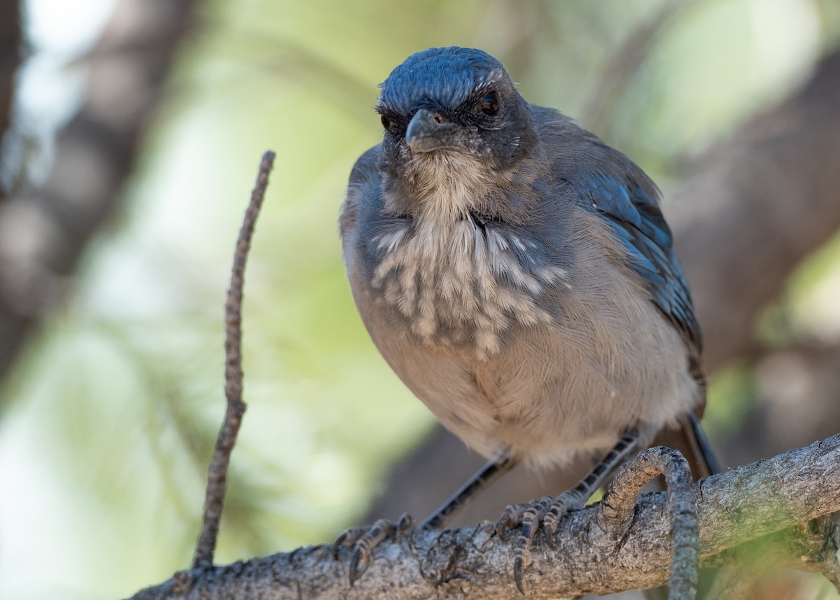 Woodhouse's Scrub-Jay - ML642570945
