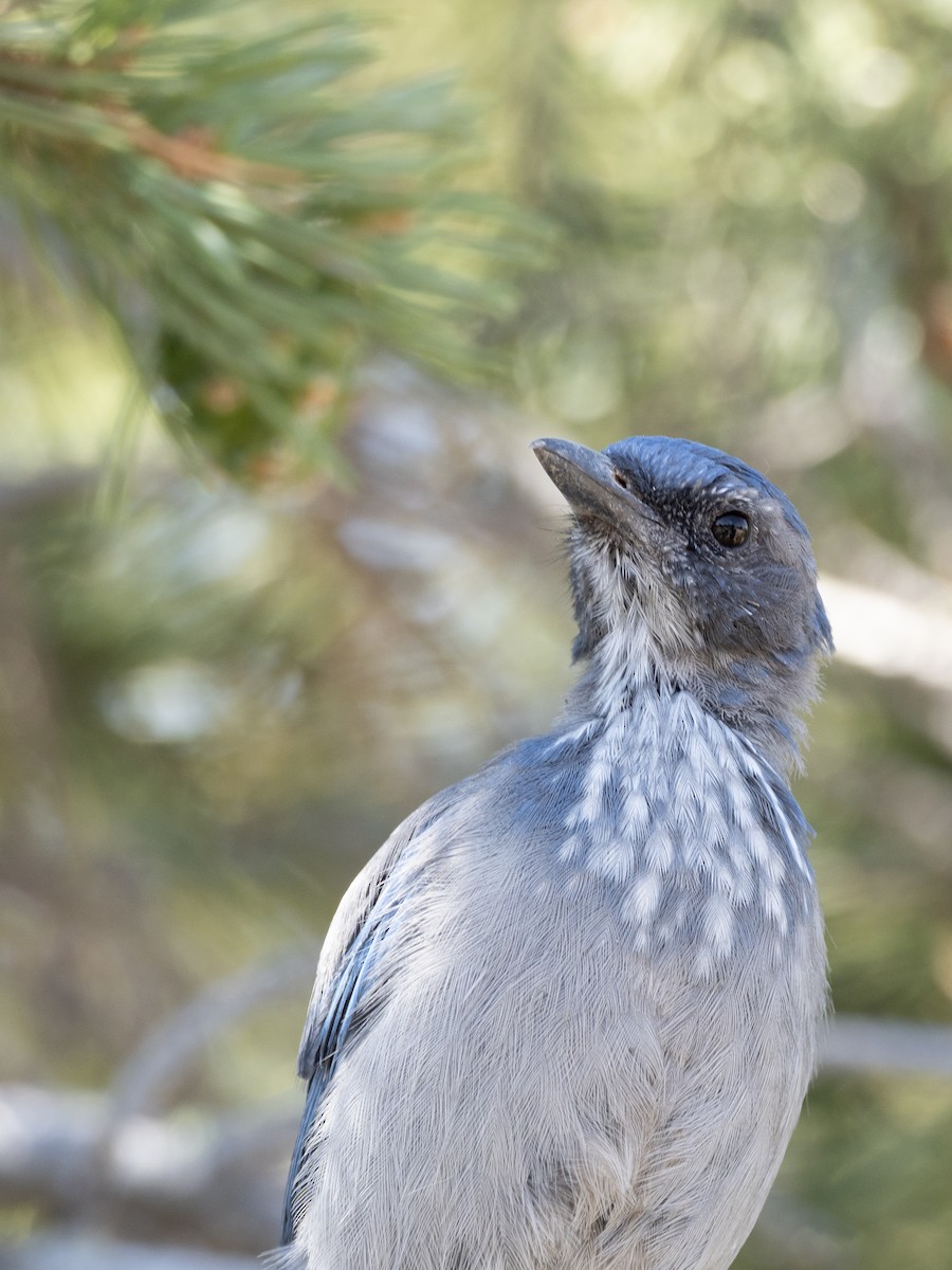 Woodhouse's Scrub-Jay - ML642570950